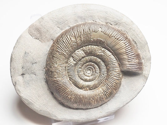 Dactylioceras Tenuicostatum