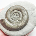 Dactylioceras Tenuicostatum Ammonite Fossil – Whitby Yorkshire Coast – Jurassic