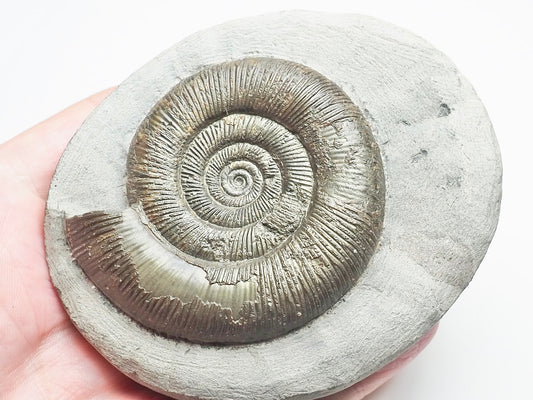 Dactylioceras Tenuicostatum