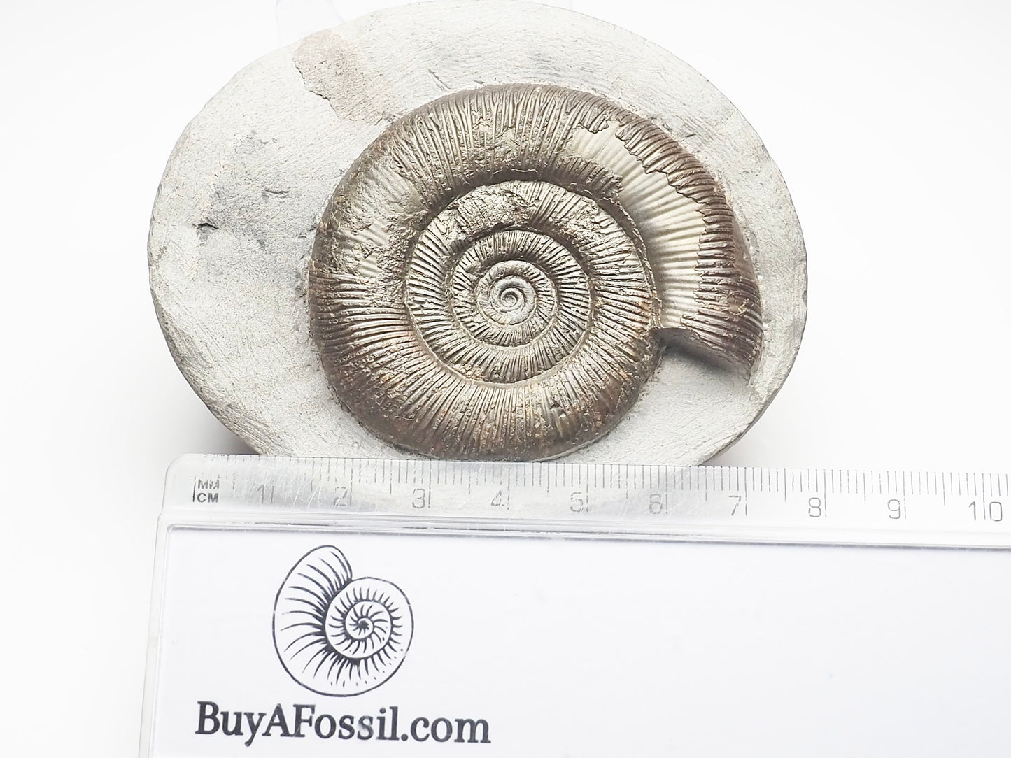 Dactylioceras Tenuicostatum