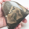Ichthyosaur Bones Paper Weight