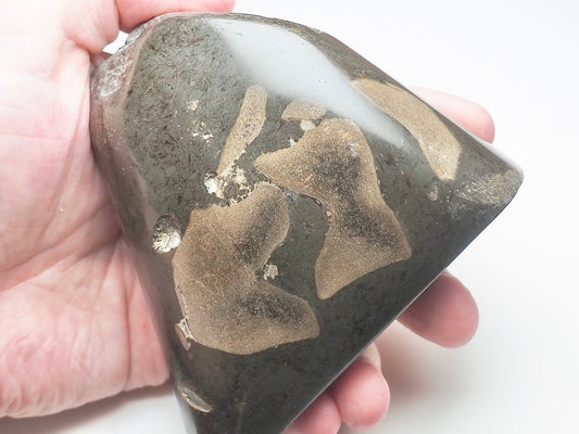 Ichthyosaur Bones Paper Weight