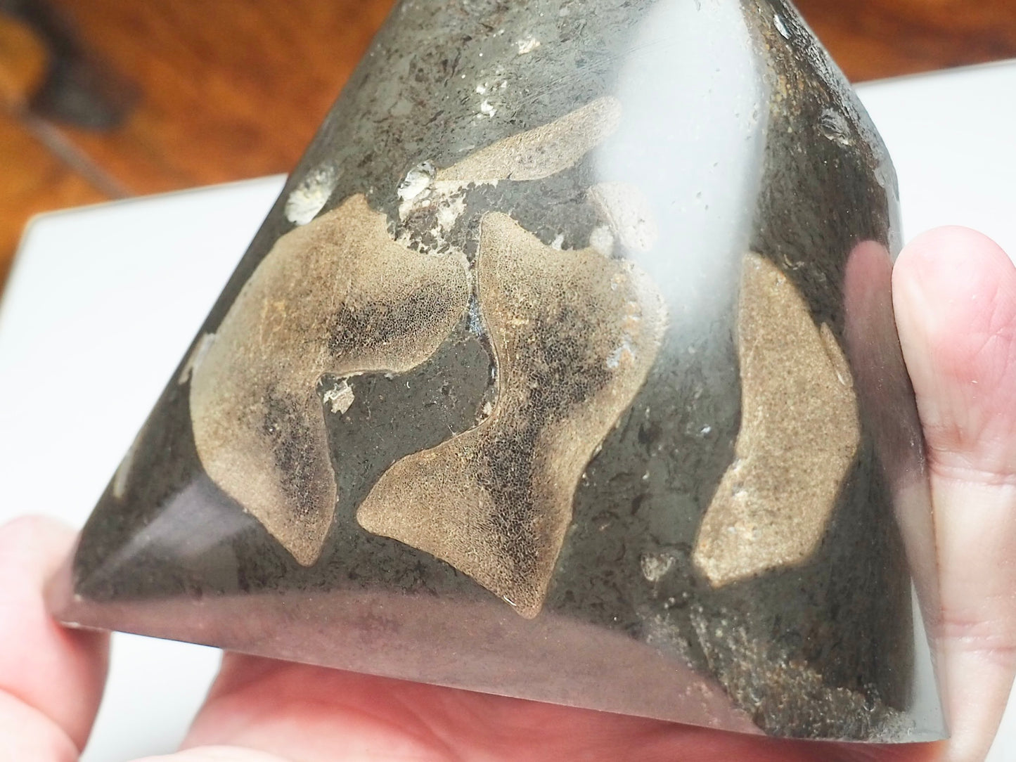 Ichthyosaur Bones Paper Weight