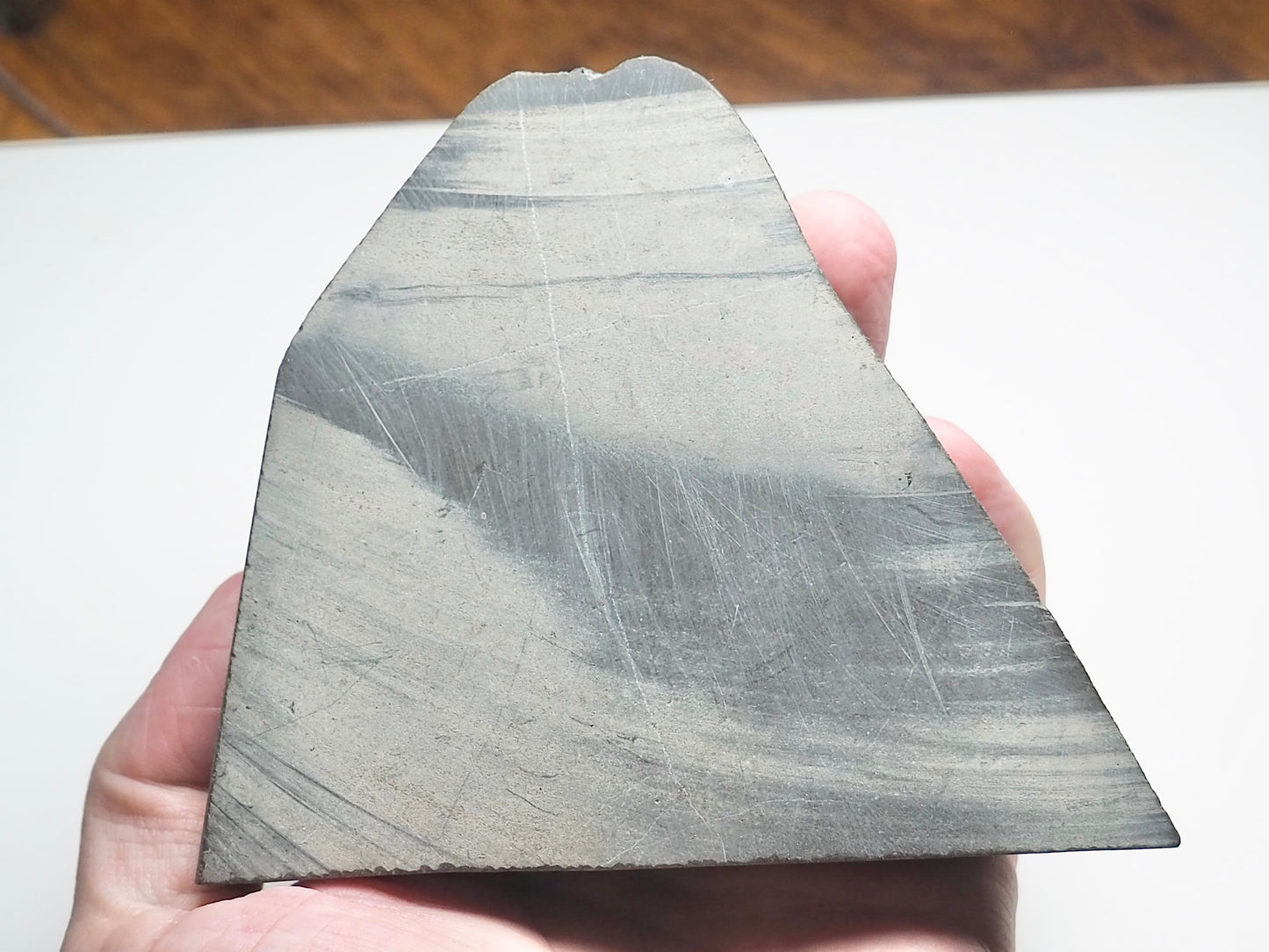 Ichthyosaur Bones Paper Weight