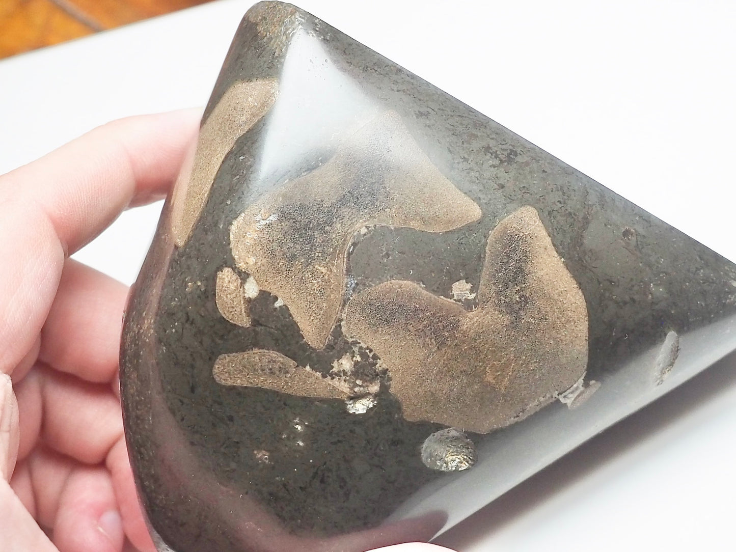 Ichthyosaur Bones Paper Weight