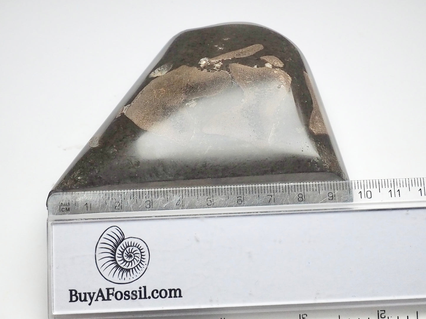 Ichthyosaur Bones Paper Weight