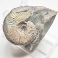 Eleganticeras Ammonite Fossil – Whitby Yorkshire Coast – Jurassic
