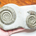 Double Dactylioceras Ammonite Fossil – Whitby Yorkshire Coast – Jurassic