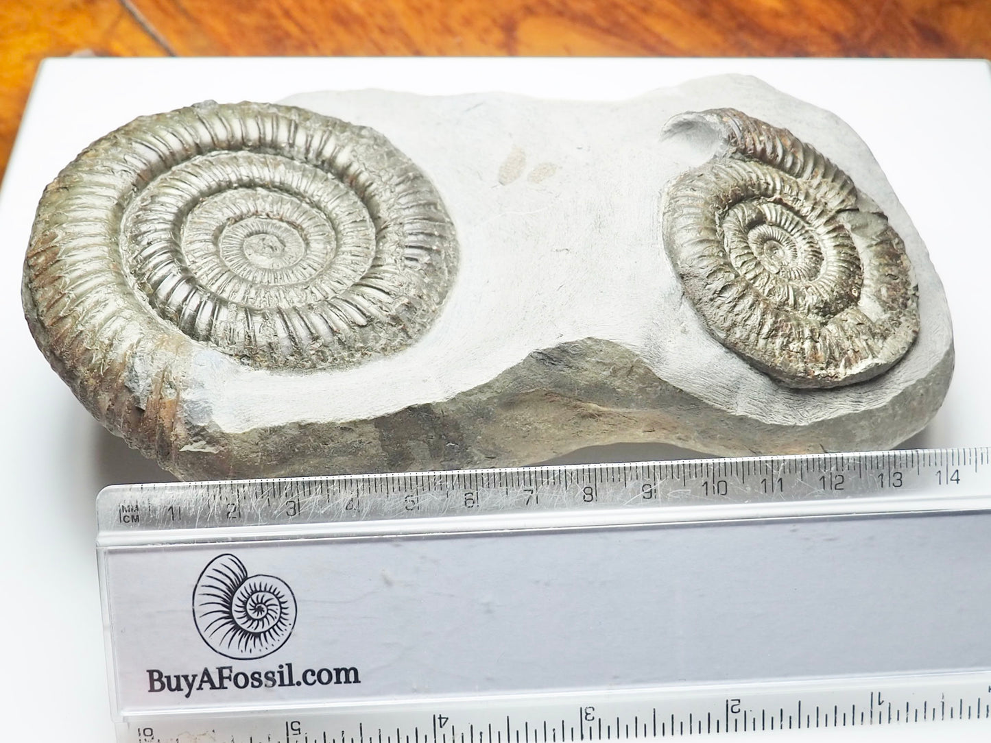 Double Dactylioceras