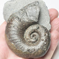 Lytoceras Ammonite Fossil – Whitby Yorkshire Coast – Jurassic