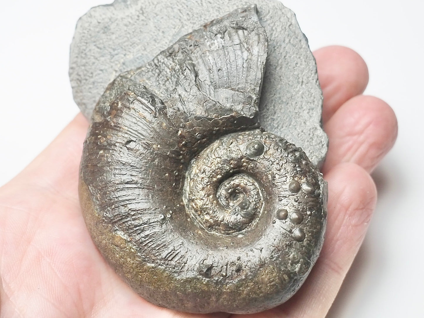 Lytoceras