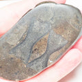 Ichthyosaur Verts – Whitby Yorkshire Coast – Jurassic
