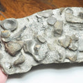 Ichthyosaur Bone Block – Whitby Yorkshire Coast – Jurassic