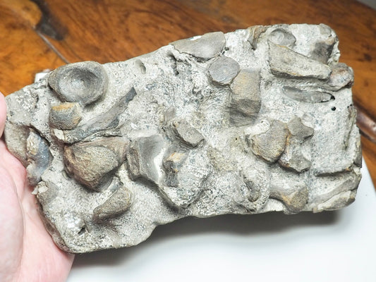 Ichthyosaur Bone Block