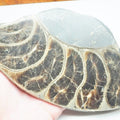 Cut & Polished Ammonite Whorl