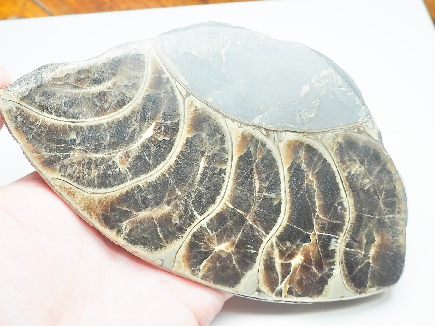 Cut & Polished Ammonite Whorl