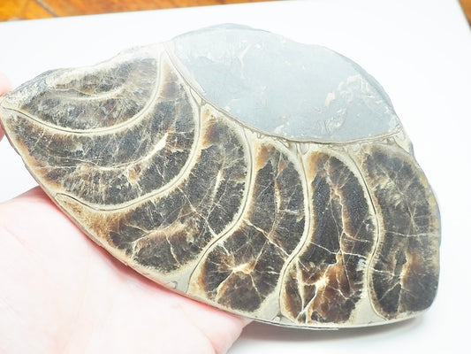 Cut & Polished Ammonite Whorl