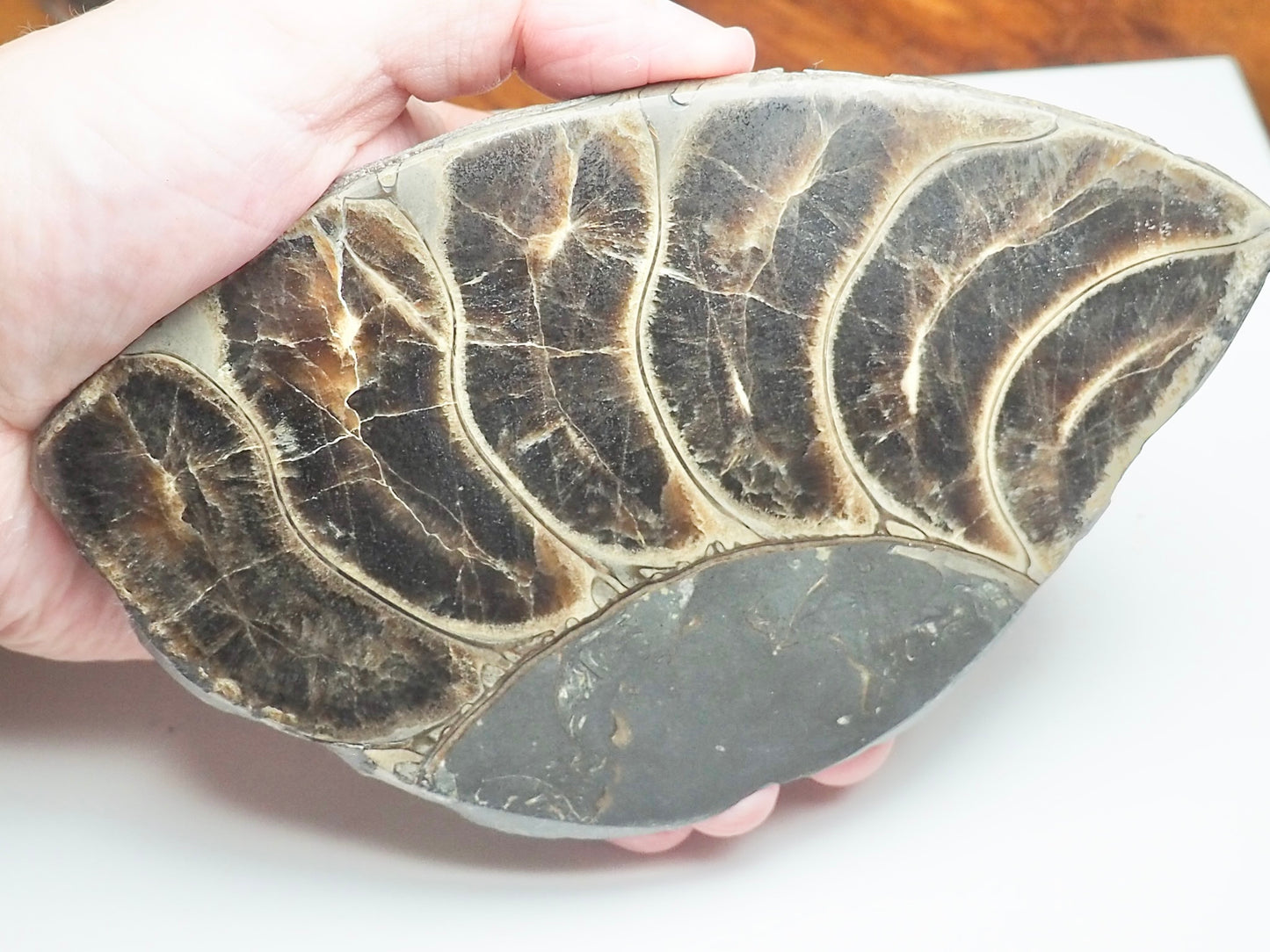 Cut & Polished Ammonite Whorl