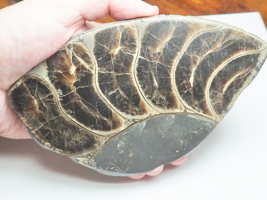 Cut & Polished Ammonite Whorl