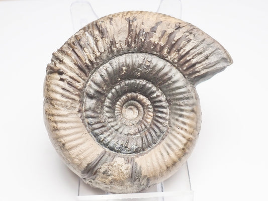 Dactylioceras Clevelandicum