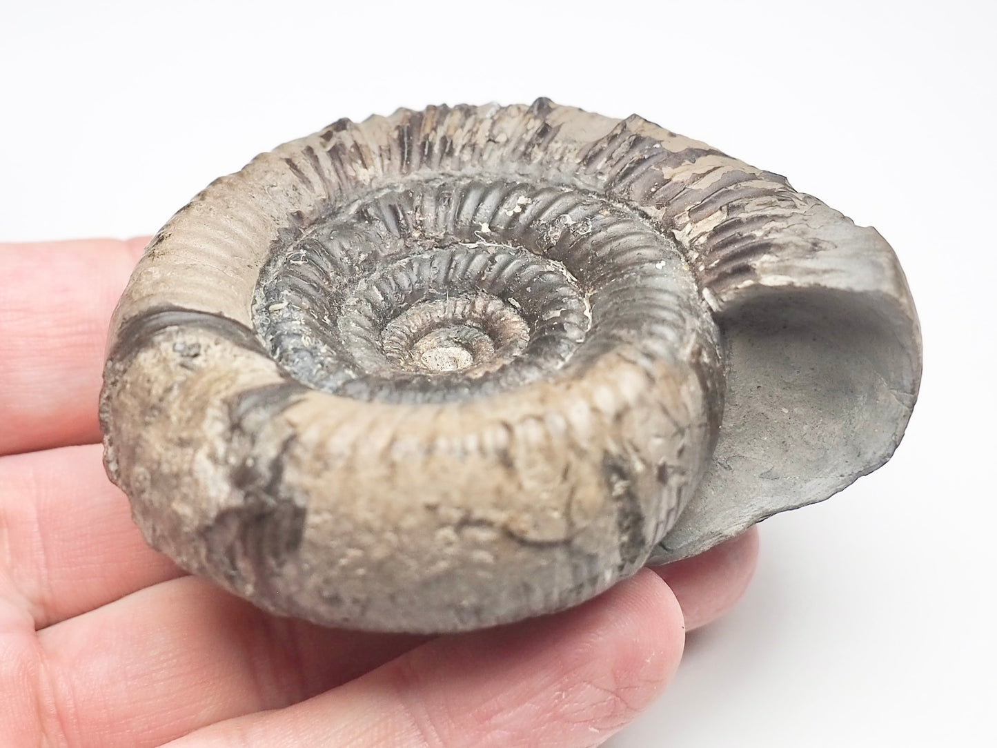 Dactylioceras Clevelandicum