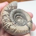 Dactylioceras Clevelandicum Ammonite Fossil – Whitby Yorkshire Coast – Jurassic