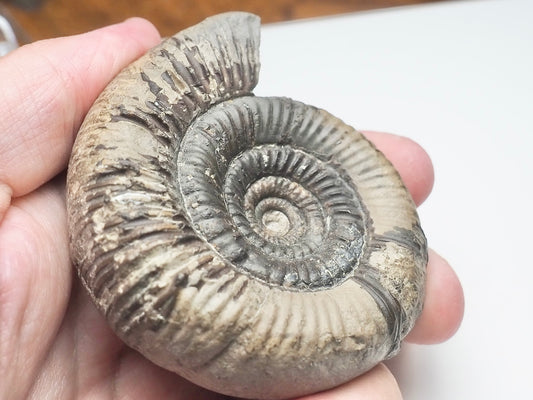 Dactylioceras Clevelandicum