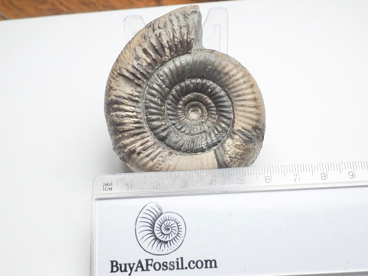 Dactylioceras Clevelandicum