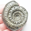 Peronoceras Ammonite Fossil – Whitby Yorkshire Coast – Jurassic