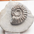 Pleuroceras Hawskerense Ammonite Fossil – Whitby Yorkshire Coast Jurassic