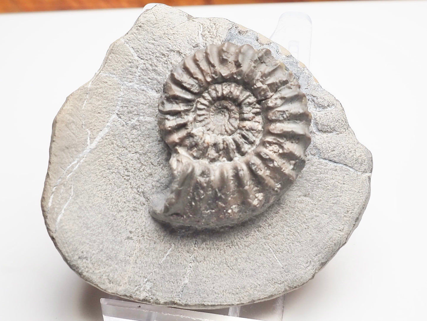 Pleuroceras Hawskerense