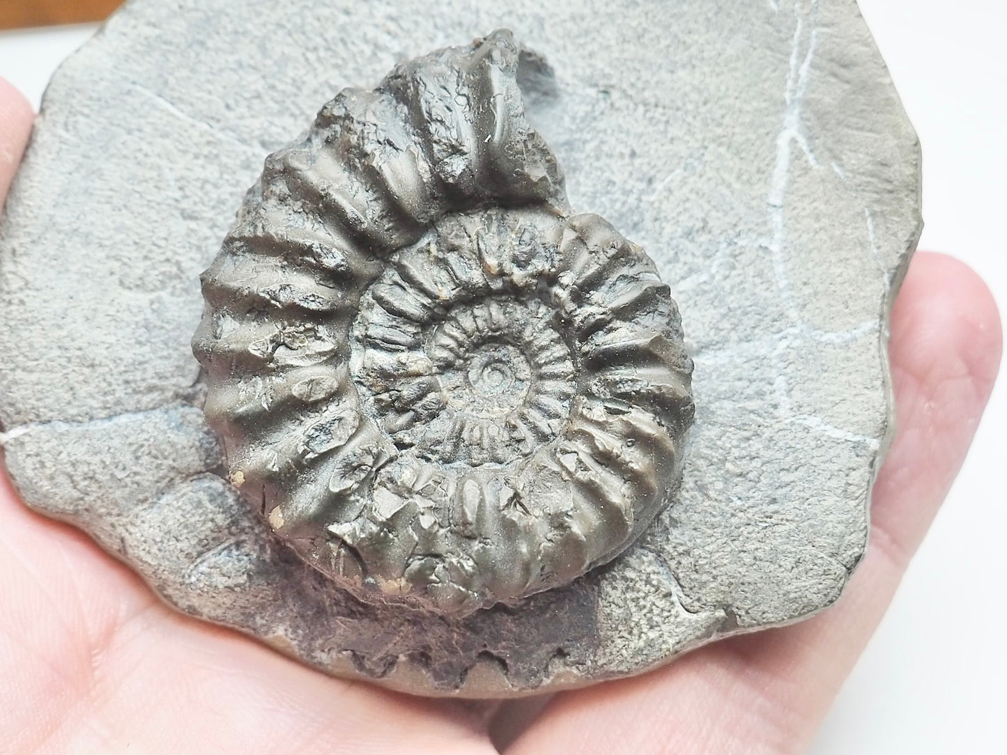 Pleuroceras Hawskerense