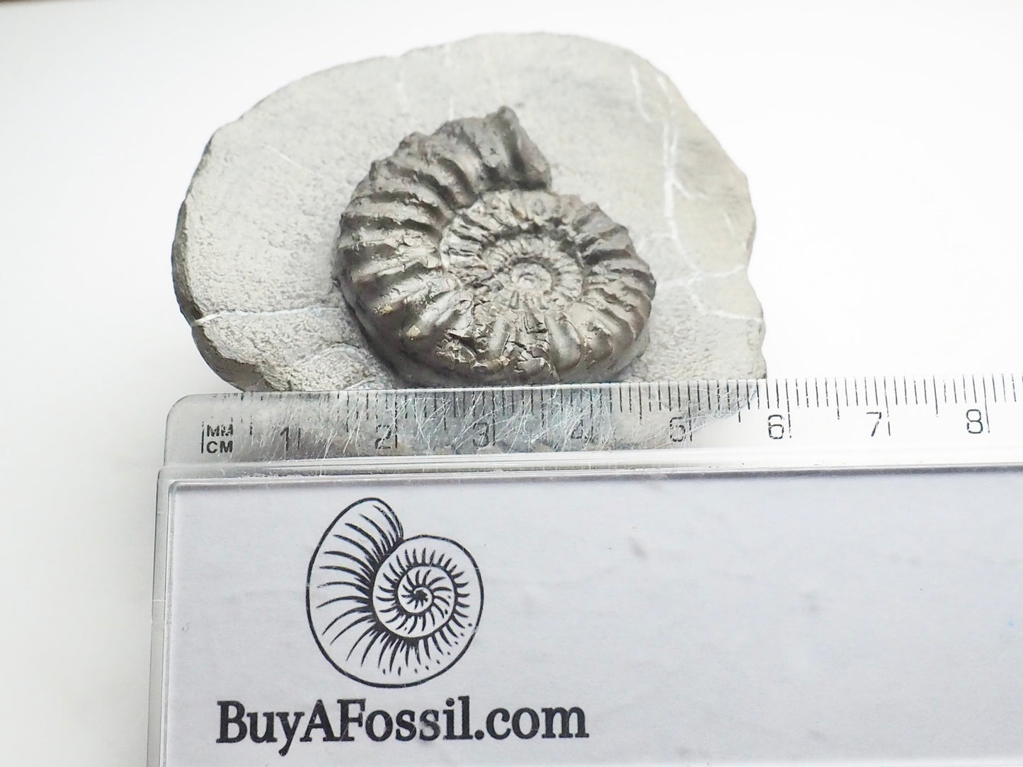 Pleuroceras Hawskerense