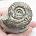 Dactylioceras Semicelatum Ammonite Fossil – Whitby Yorkshire Coast – Jurassic