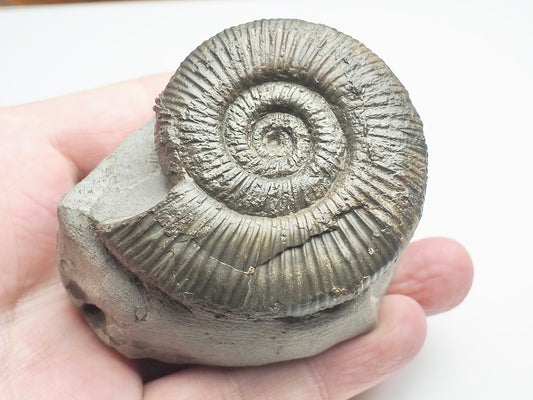 Dactylioceras Semicelatum