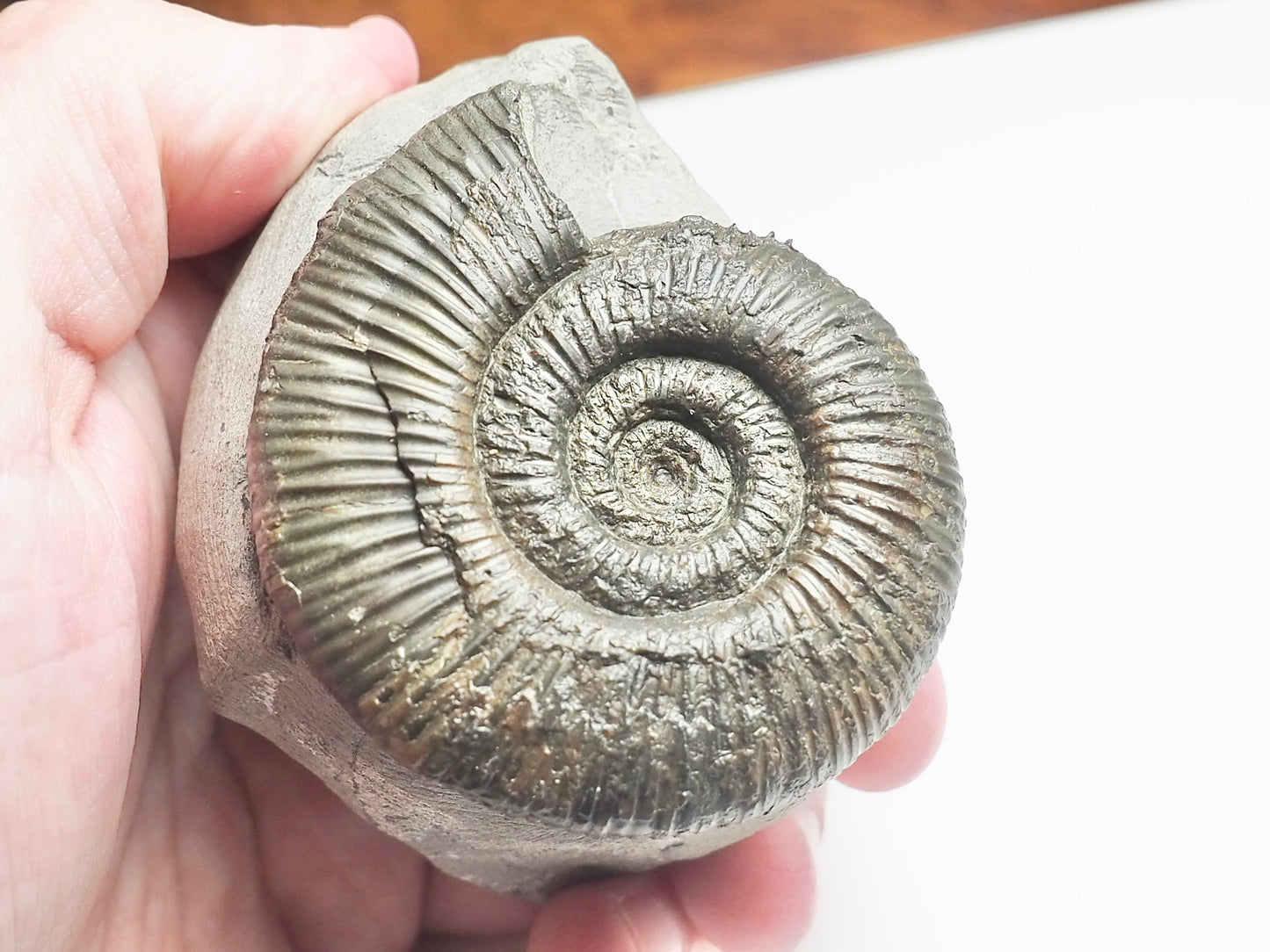 Dactylioceras Semicelatum