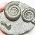 Dactylioceras Tenuicostatum Double