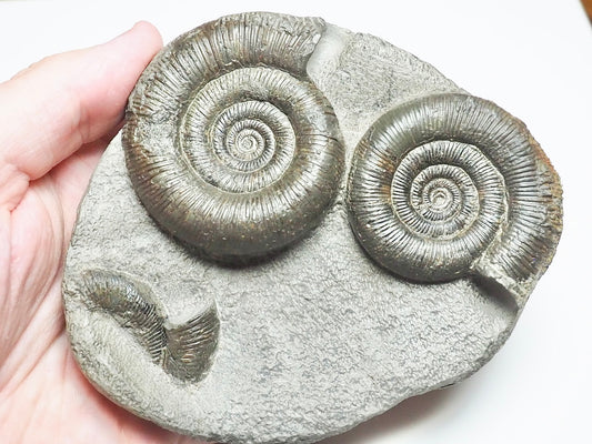 Dactylioceras Tenuicostatum Double