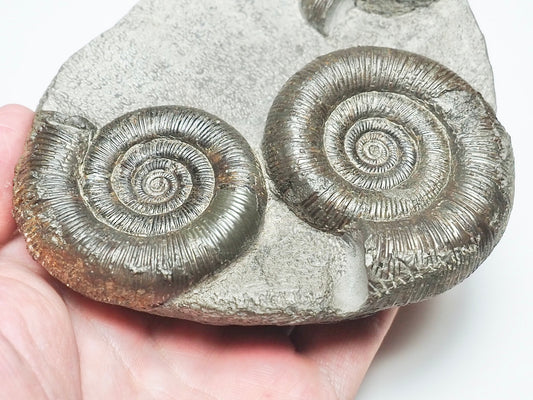 Dactylioceras Tenuicostatum Double