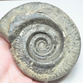 Hildoceras Ammonite Fossil – Whitby Yorkshire Coast – Jurassic