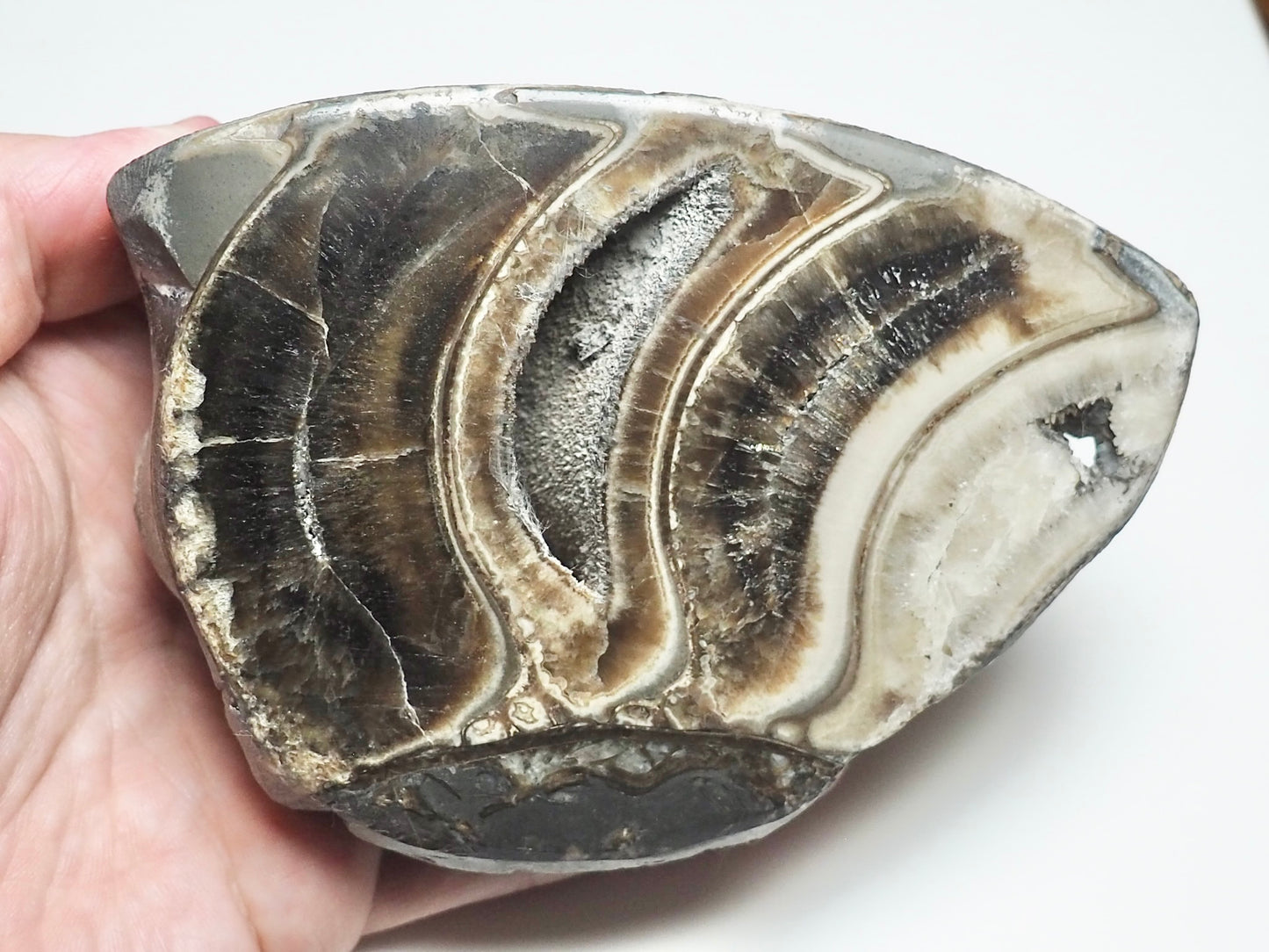 Cut & Polished Ammonite Whorl