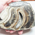 Cut & Polished Ammonite Whorl