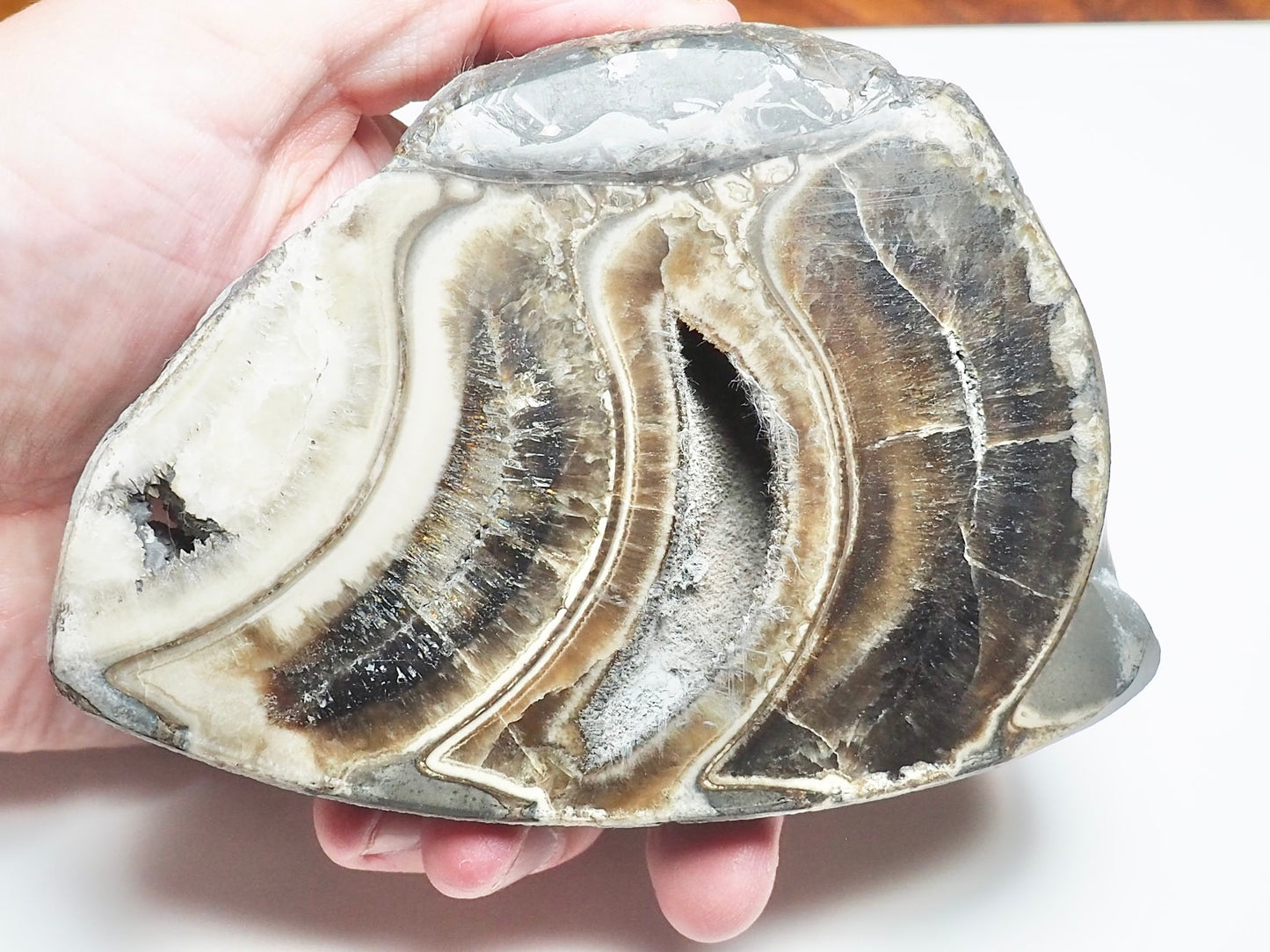 Cut & Polished Ammonite Whorl