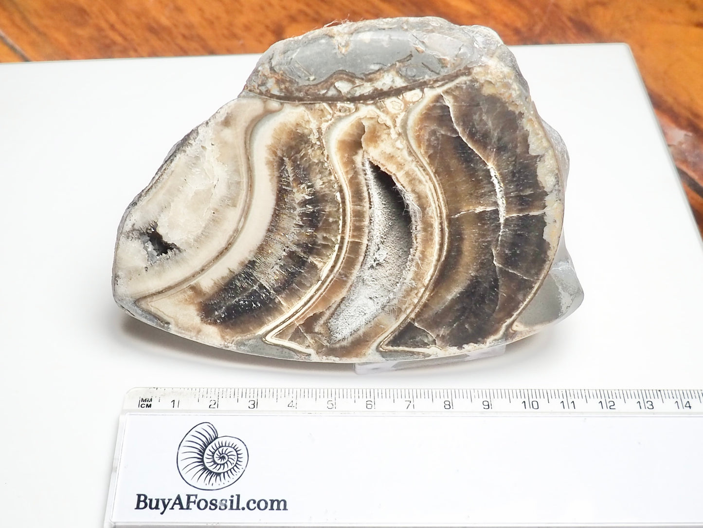 Cut & Polished Ammonite Whorl