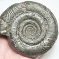 Dactylioceras Tenuicostatum