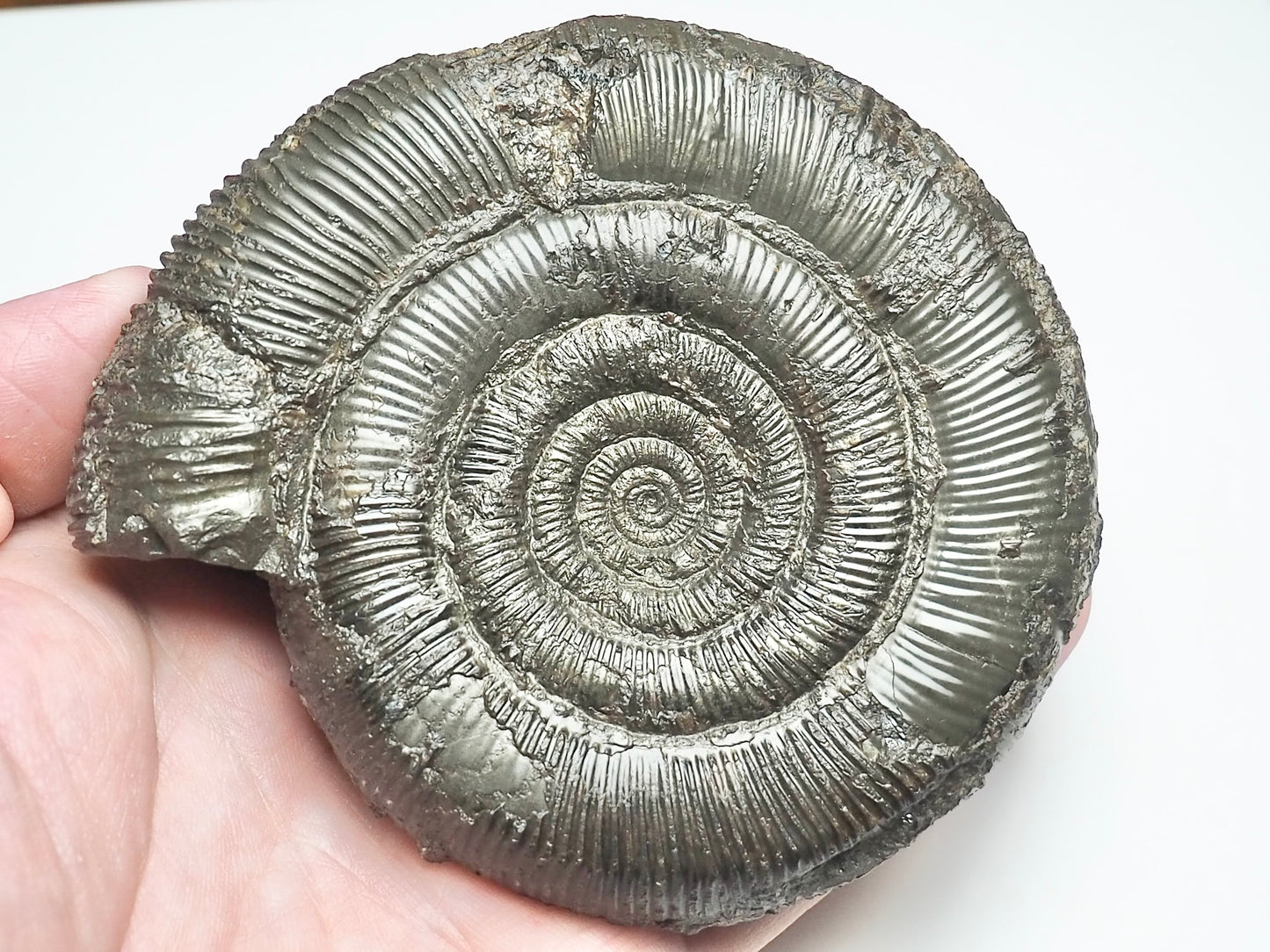 Dactylioceras Tenuicostatum