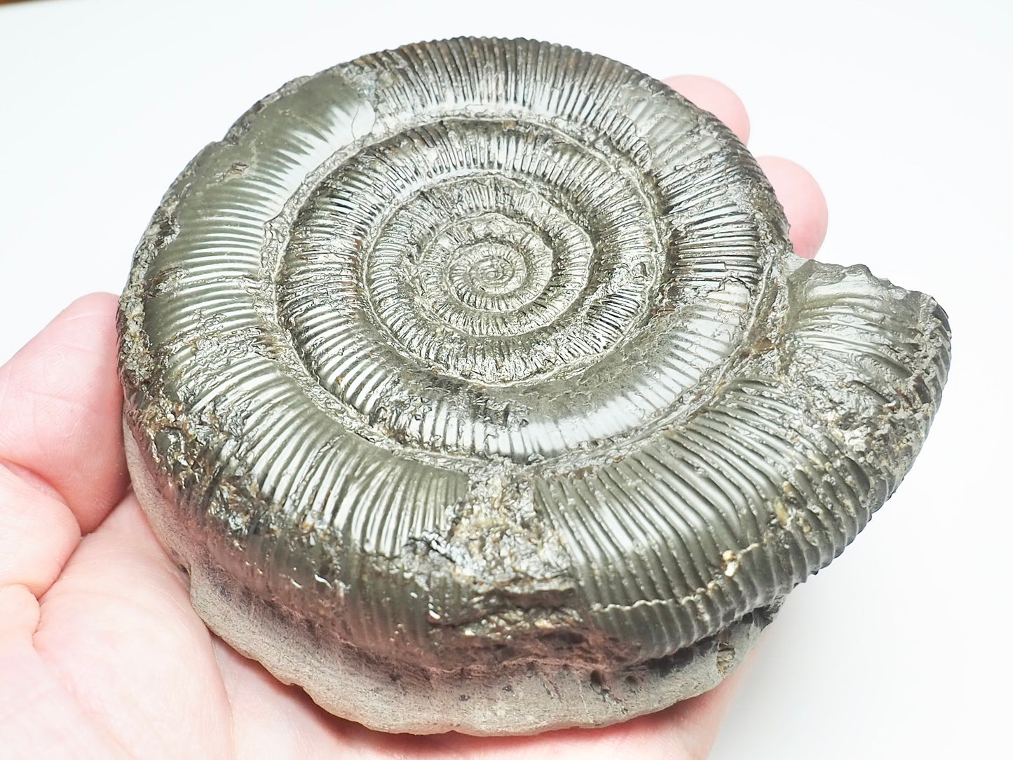 Dactylioceras Tenuicostatum