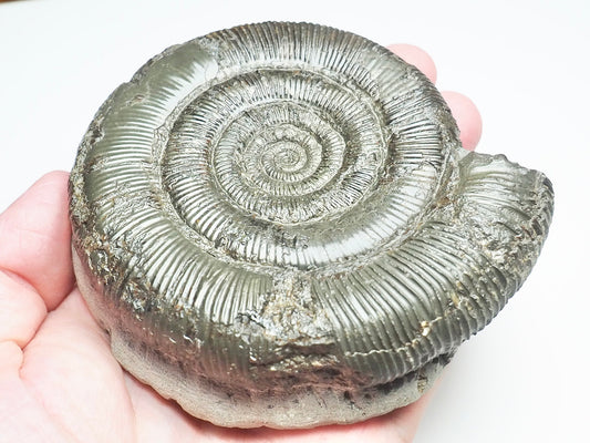 Dactylioceras Tenuicostatum