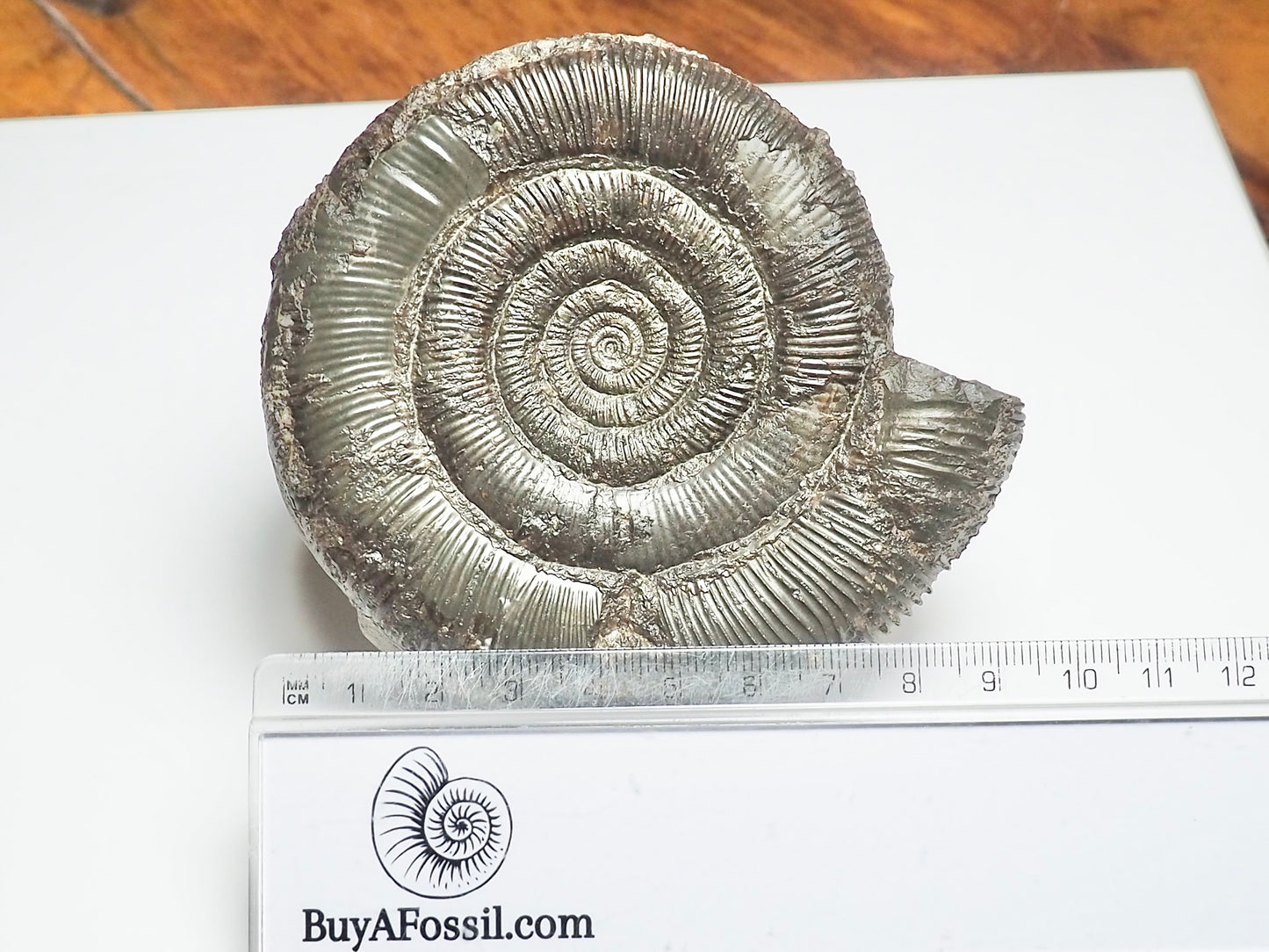 Dactylioceras Tenuicostatum