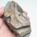 Ichthyosaur Skull